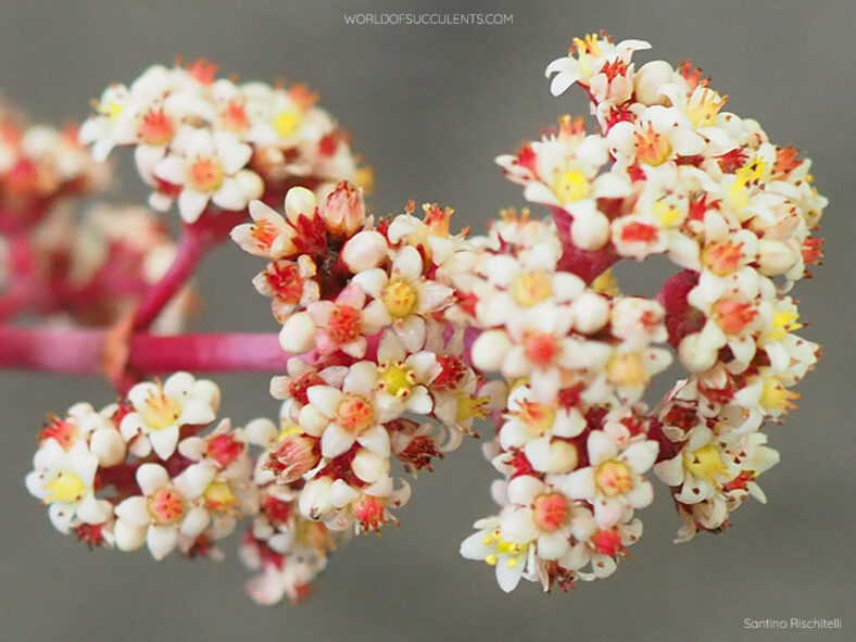 Crassula perforata 'Giant Form' flowers