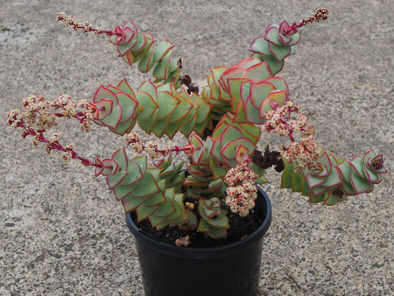 Crassula perforata 'Giant Form' in bloom