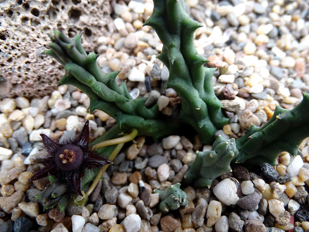 Duvalia Elegans Succulent Plant – Asclepiadaceae Flowering Home Garden Live Plant
