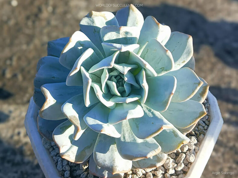 Echeveria 'Exotic'