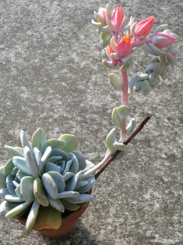 Echeveria 'Exotic'