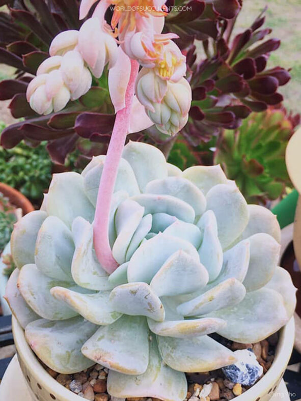 Echeveria 'Exotic'