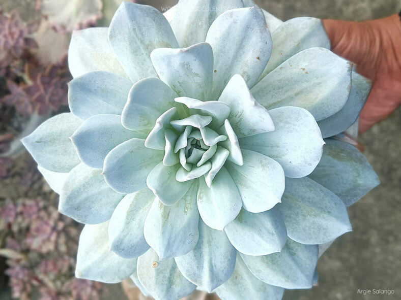 Echeveria 'Exotic'