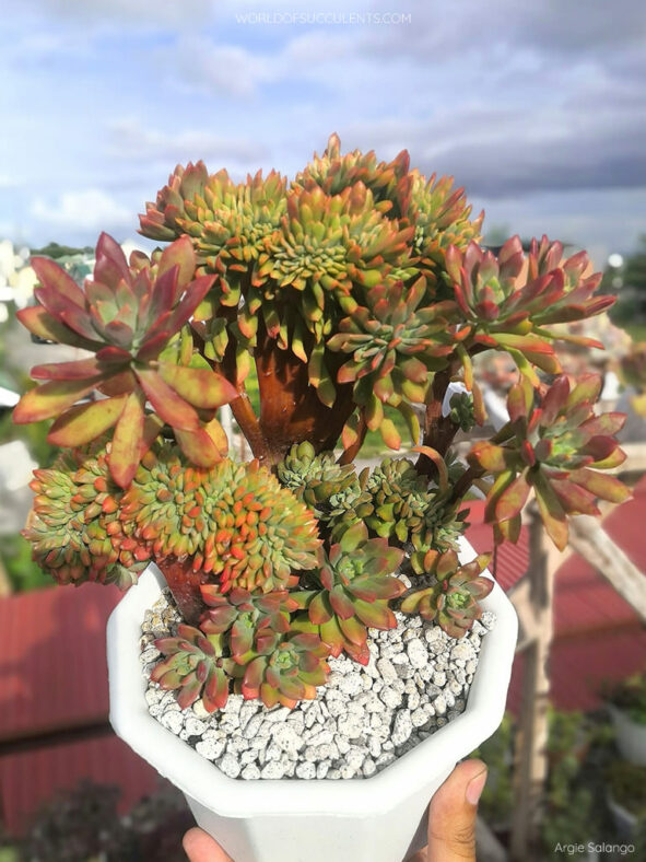 Echeveria 'Minibelle Cristata'