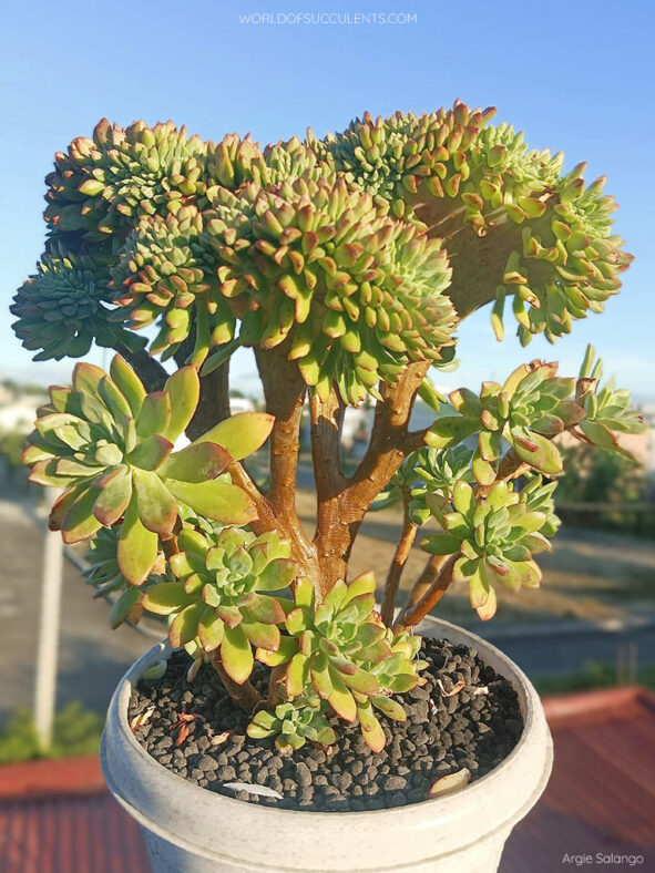 Echeveria 'Minibelle Cristata'