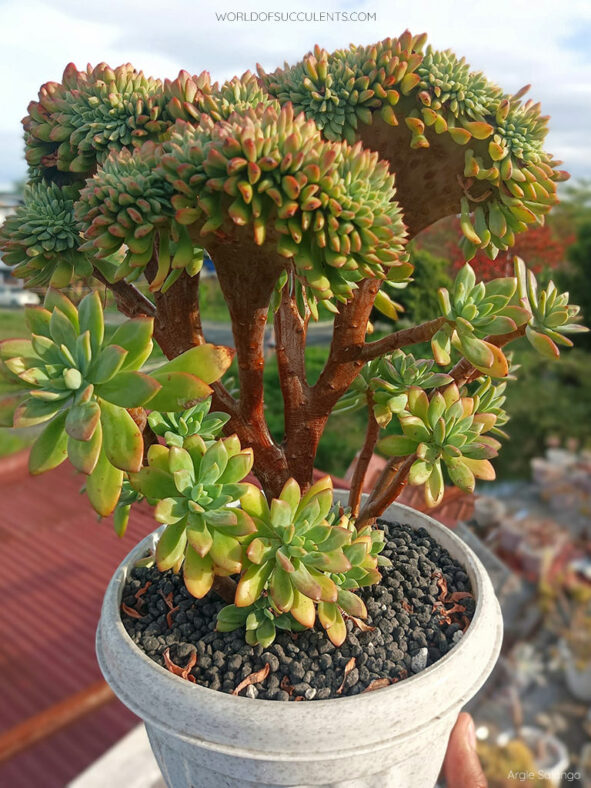 Echeveria 'Minibelle Cristata'