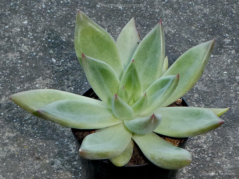 Echeveria 'Psyche'