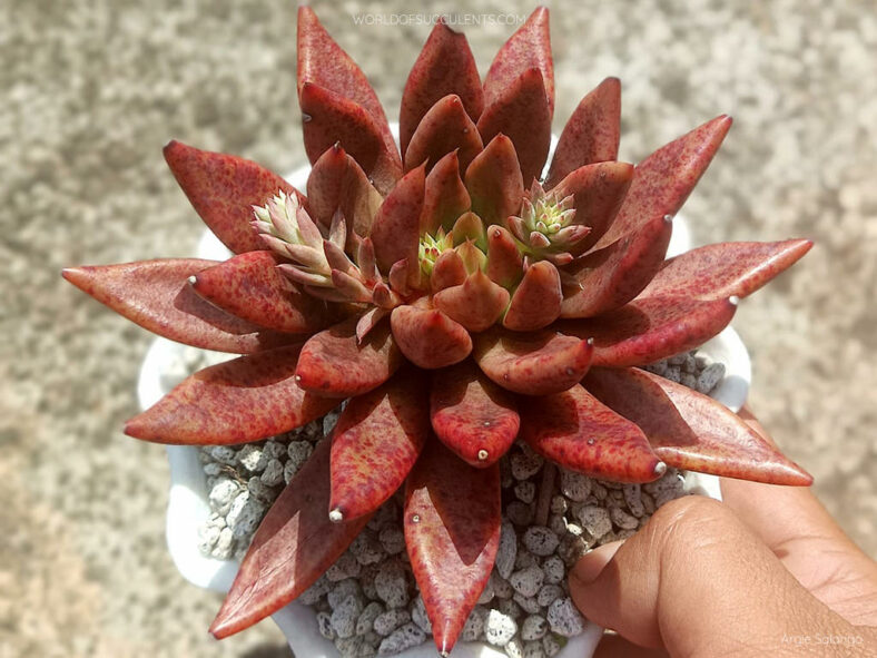 Echeveria 'Psyche'