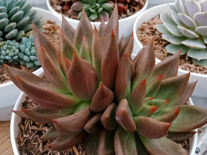 Echeveria 'Psyche'