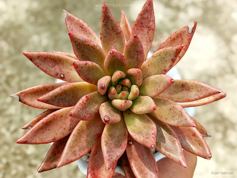 Echeveria 'Psyche'