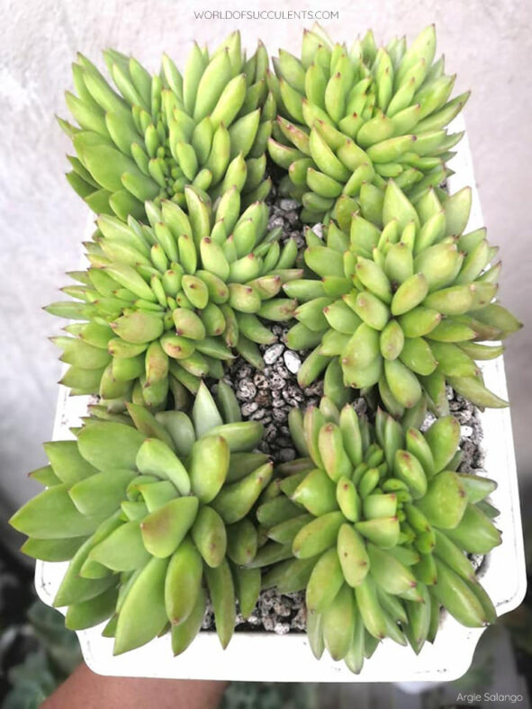 Echeveria agavoides 'Corderoyi Cristata'