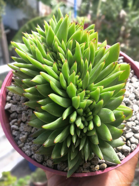 Echeveria agavoides 'Corderoyi Cristata'