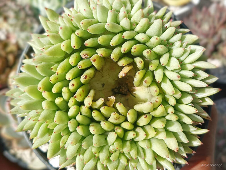 Echeveria agavoides 'Corderoyi Cristata'