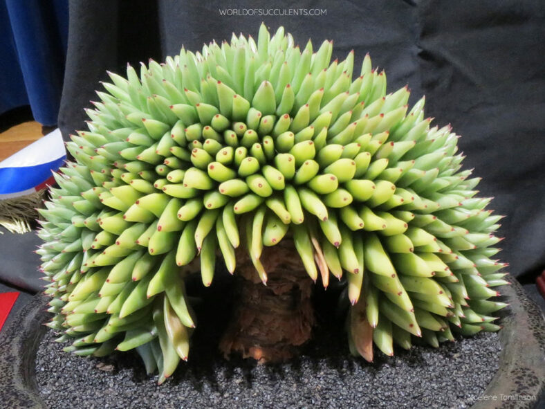 Echeveria agavoides 'Corderoyi Cristata'