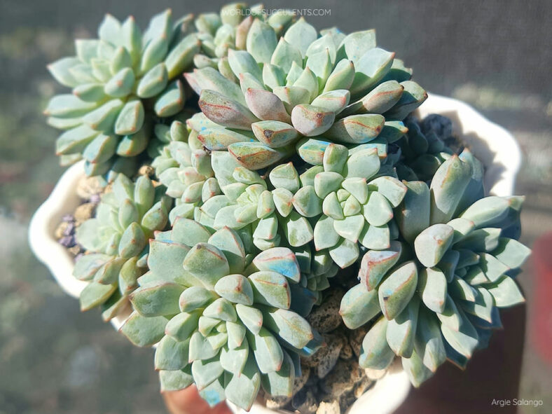 Echeveria subcorymbosa 'Lau 30' dense clump