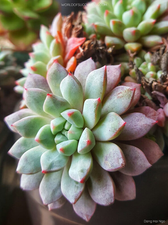 Echeveria subcorymbosa 'Lau 30'