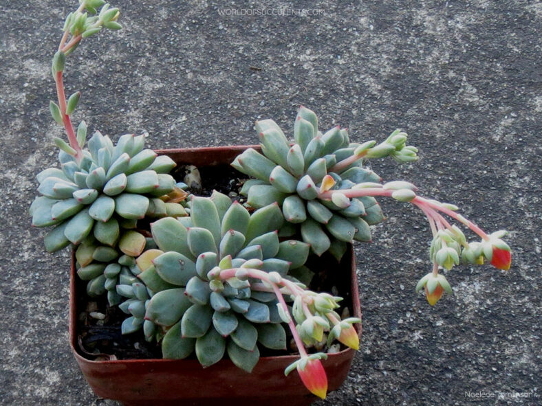 Echeveria subcorymbosa 'Lau 30' in bloom