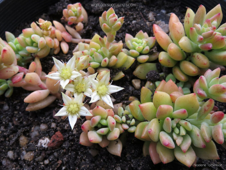 Graptosedum 'Joan Steele'