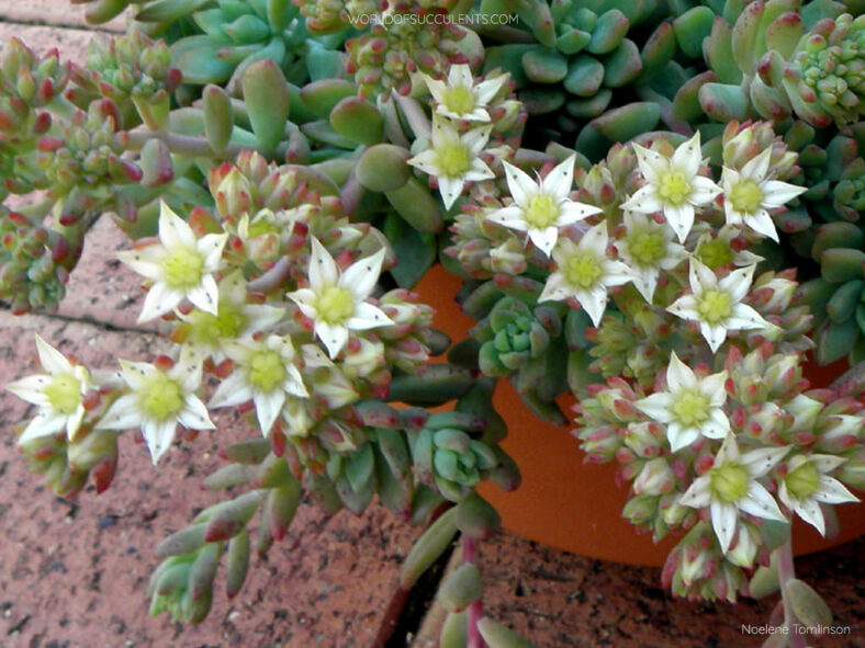 Graptosedum 'Joan Steele'