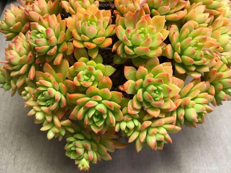 Graptosedum 'Joan Steele'