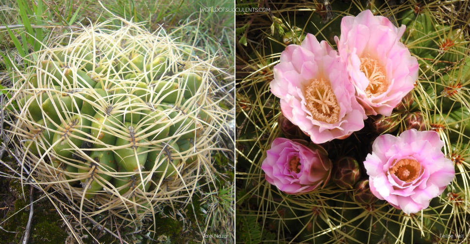 mammillaria spinosissima pflege Mammillaria Spinosissima main image 0