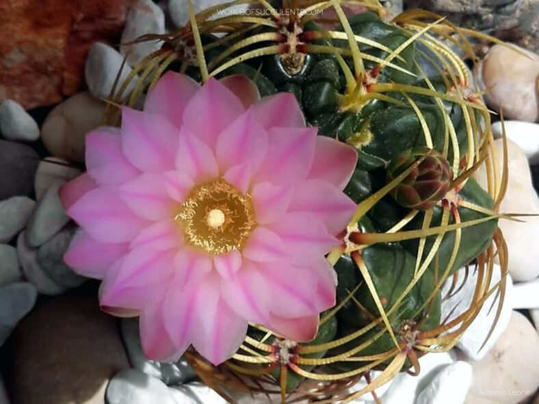 Gymnocalycium monvillei