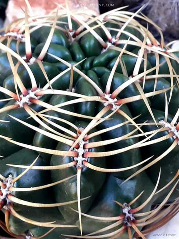 Gymnocalycium monvillei spines