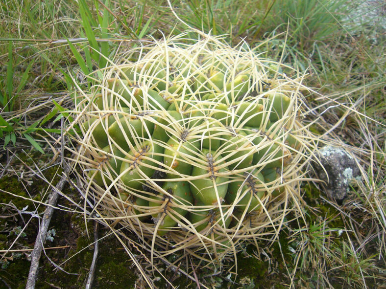 Gymnocalycium monvillei