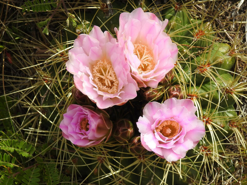 Gymnocalycium monvillei flowers