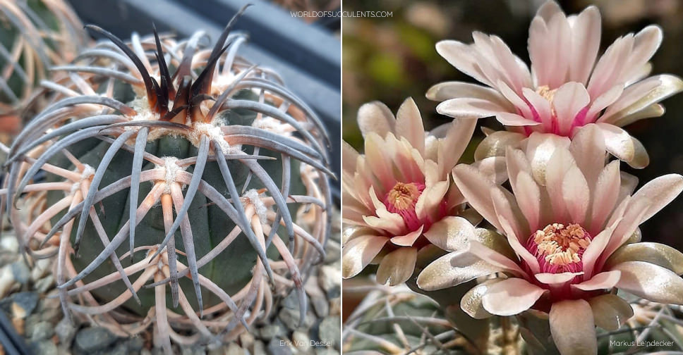 Gymnocalycium spegazzinii - World of Succulents