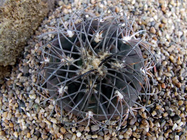 Gymnocalycium spegazzinii