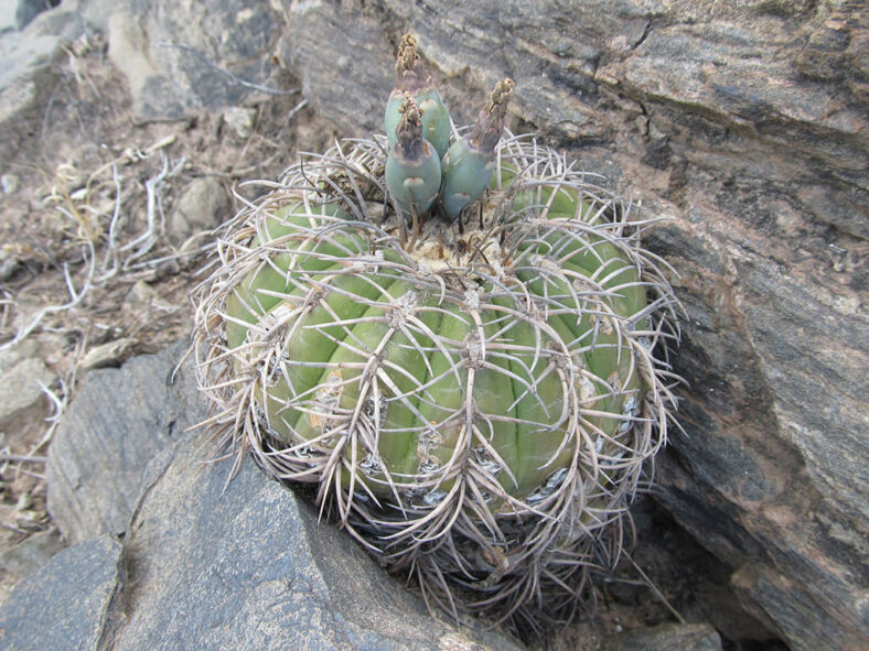 Gymnocalycium spegazzinii fruits