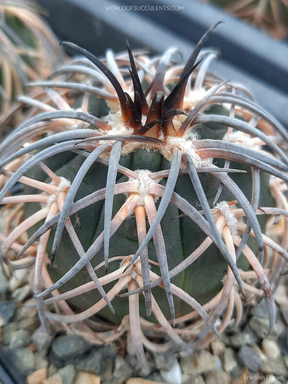 Gymnocalycium spegazzinii