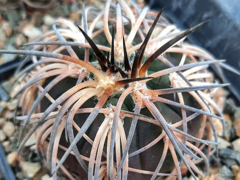 Gymnocalycium spegazzinii