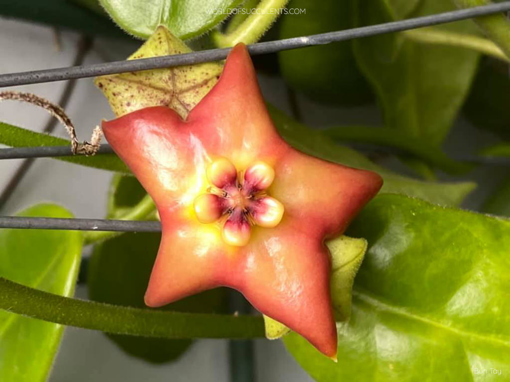 Hoya affinis aka Eriostemma affine