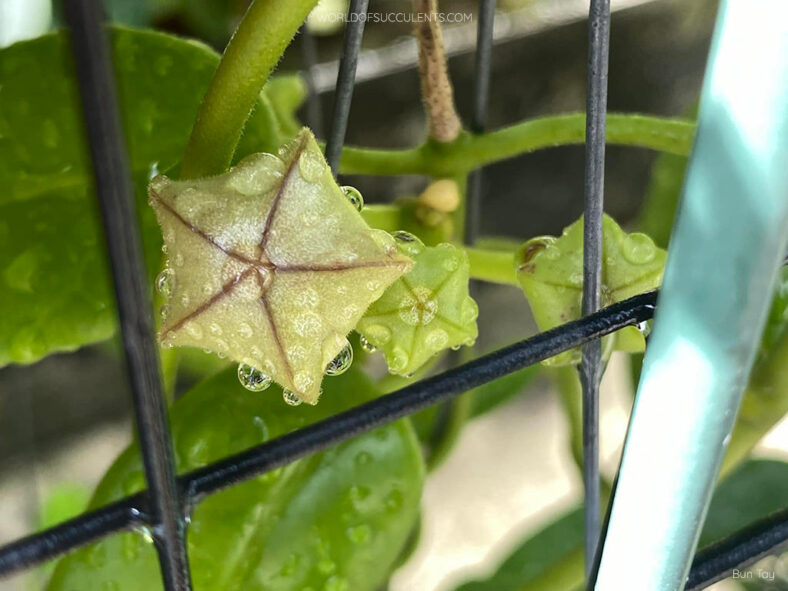 Hoya affinis aka Eriostemma affine