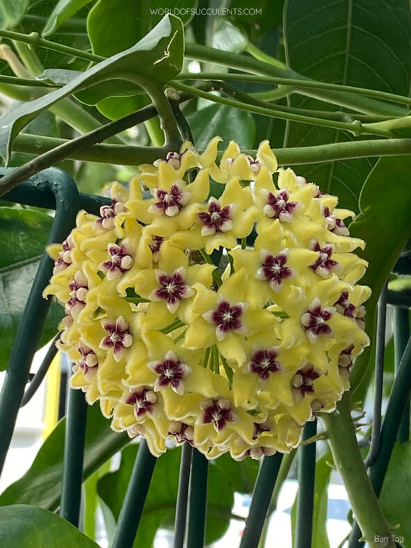 Hoya halconensis