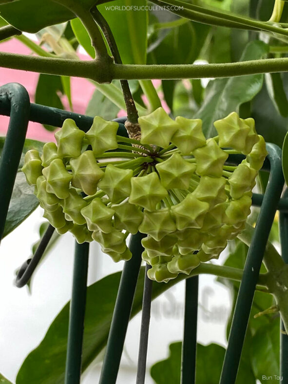 Hoya halconensis