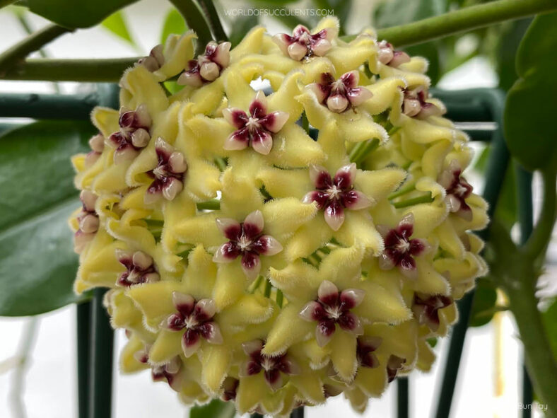 Hoya halconensis