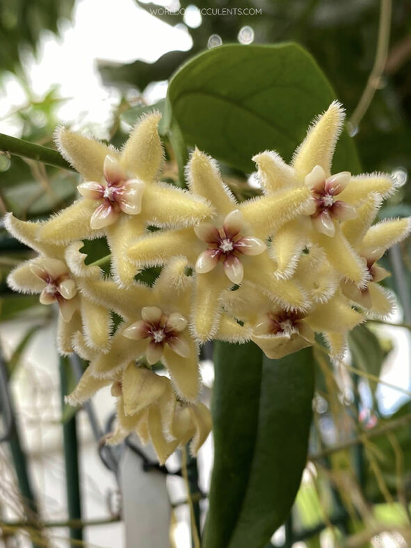 Hoya halconensis