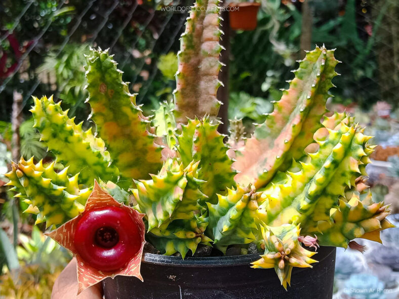 Huernia zebrina 'Variegata'