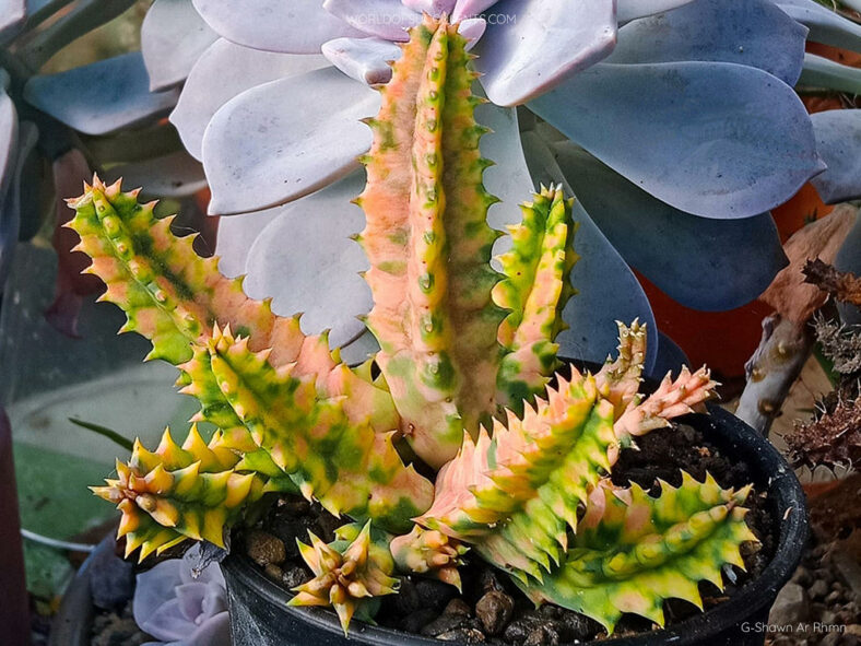 Huernia zebrina 'Variegata'