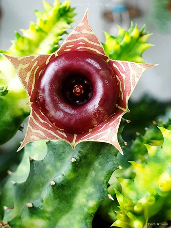 Huernia zebrina 'Variegata'