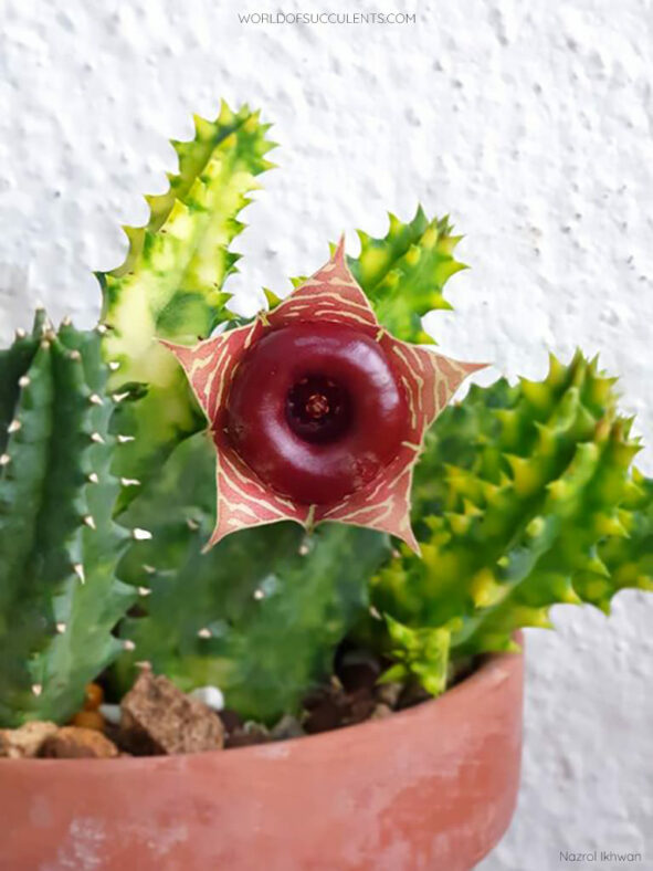 Huernia zebrina 'Variegata'