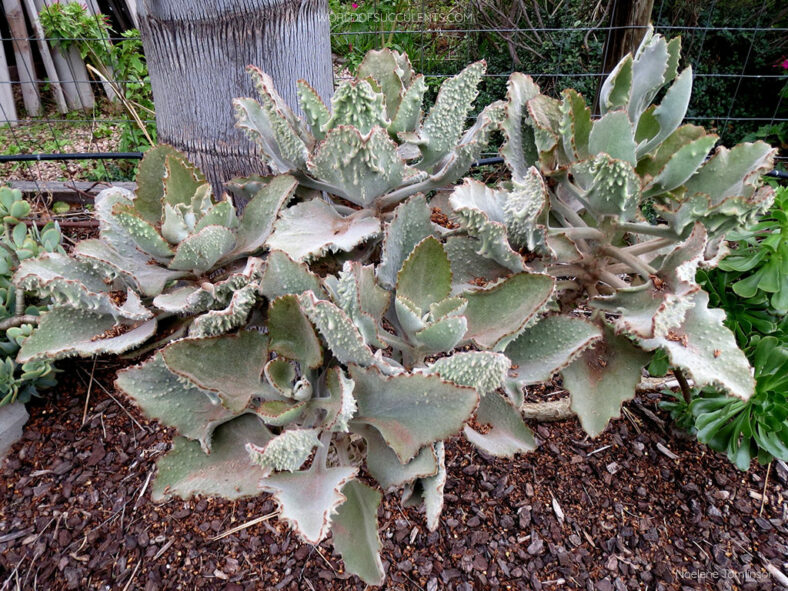 Kalanchoe 'Fang' aka Kalanchoe × edwardii 'Fang' or Kalanchoe beharensis 'Fang'