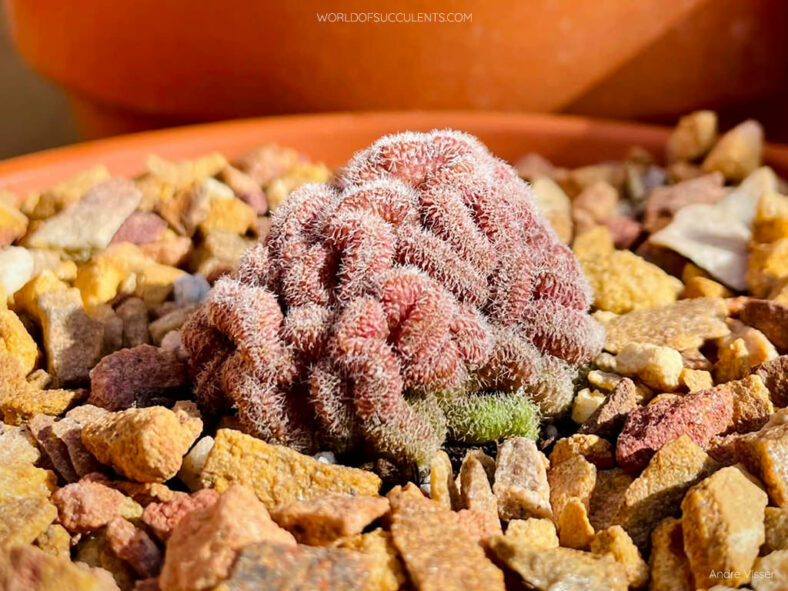 Grafted Mammillaria compressa 'Yokan'