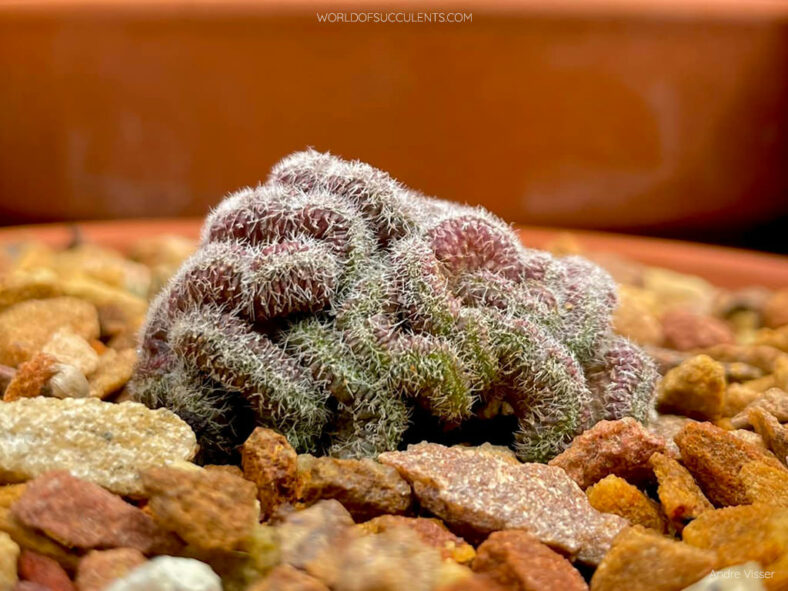 Mammillaria compressa 'Yokan'