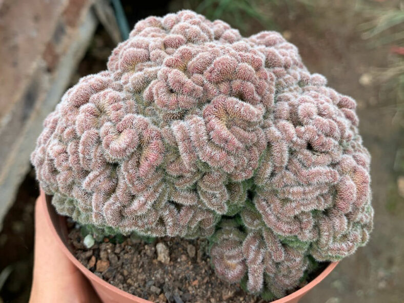 Mammillaria compressa 'Yokan'