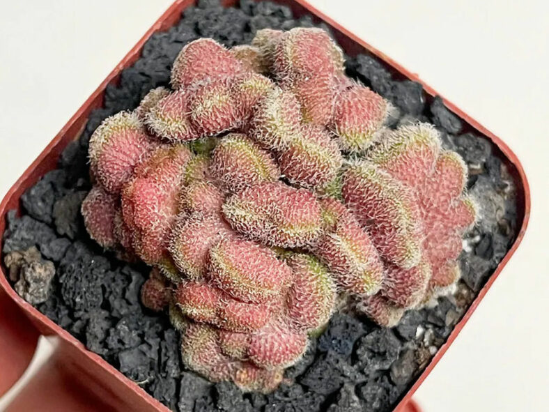 Mammillaria compressa 'Yokan'