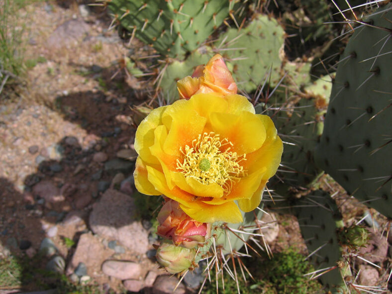 Flowers and buds of Opuntia engelmannii, commonly known as Engelmann's Pricklypear